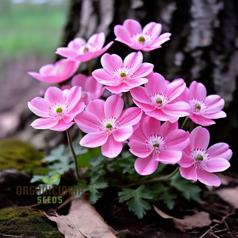 Pink Blanda Star Flower Seeds, Stunning Blooms for Your Garden, Easy-to-Growing Flower Seeds - Image 3