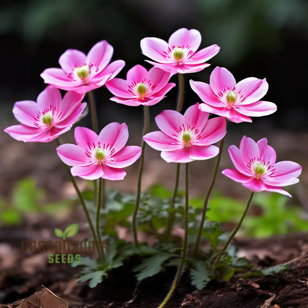 Pink Blanda Star Flower Seeds, Stunning Blooms for Your Garden, Easy-to-Growing Flower Seeds - Image 4