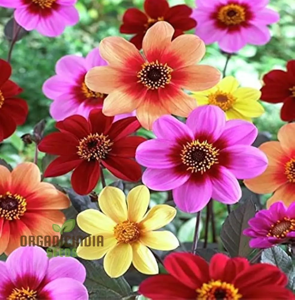 Premium NM Dahlia Top Star Beauty Mix Seeds for Gardening Enthusiasts - Vibrant Flower Varieties for Your Garden