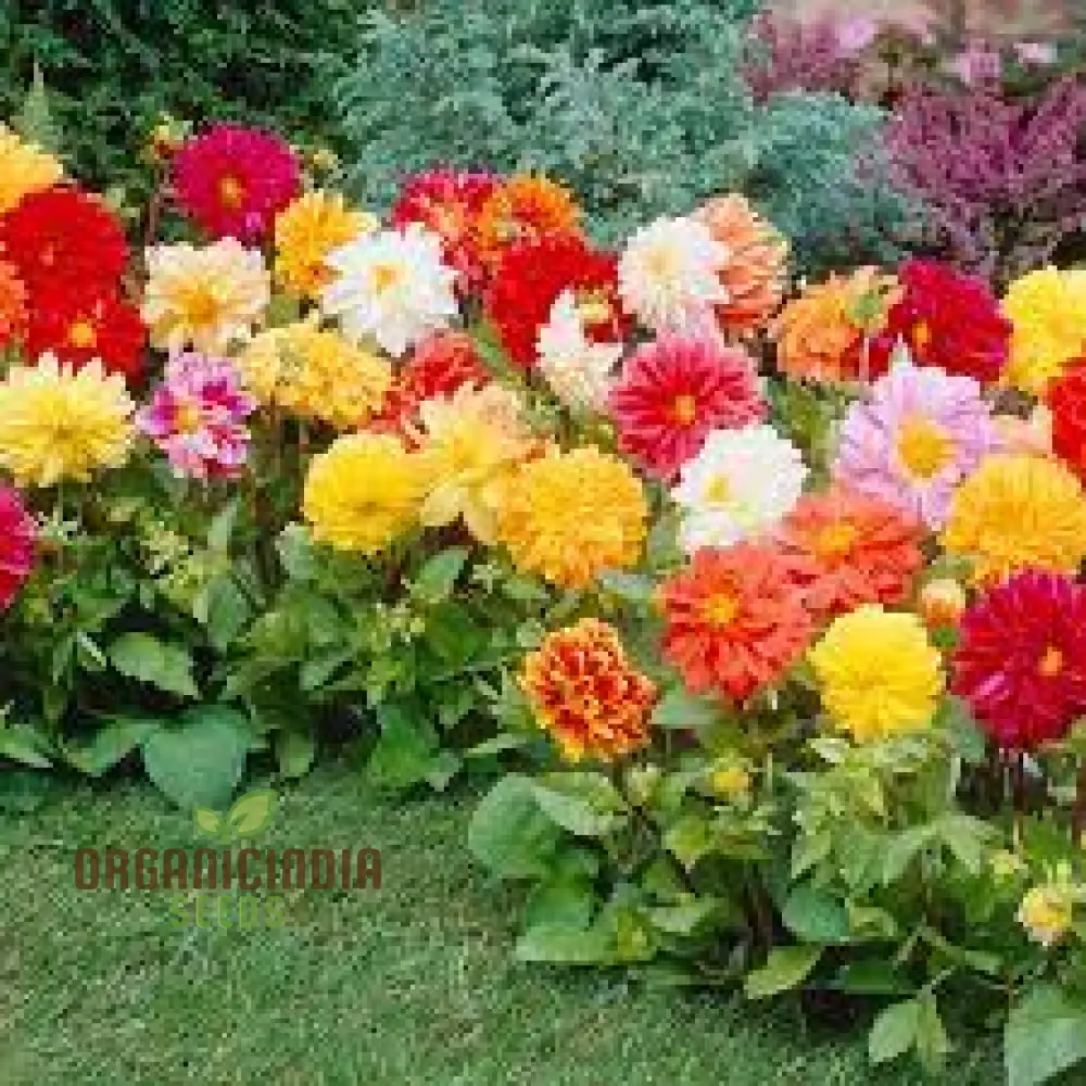 Premium NM Dahlia Top Star Beauty Mix Seeds for Gardening Enthusiasts - Vibrant Flower Varieties for Your Garden - Image 3