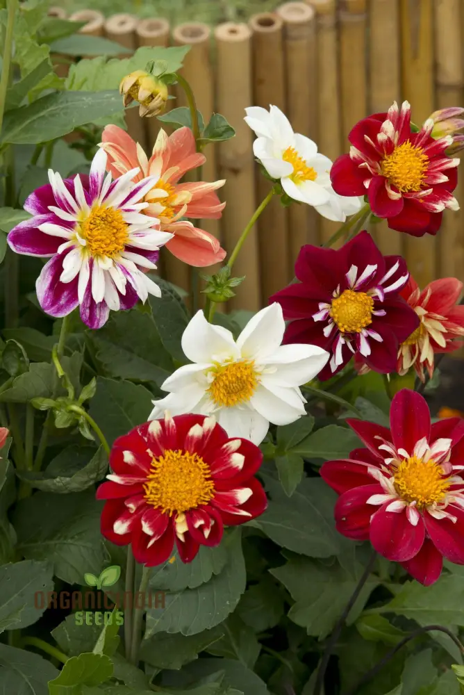 Premium NM Dahlia Top Star Beauty Mix Seeds for Gardening Enthusiasts - Vibrant Flower Varieties for Your Garden - Image 4