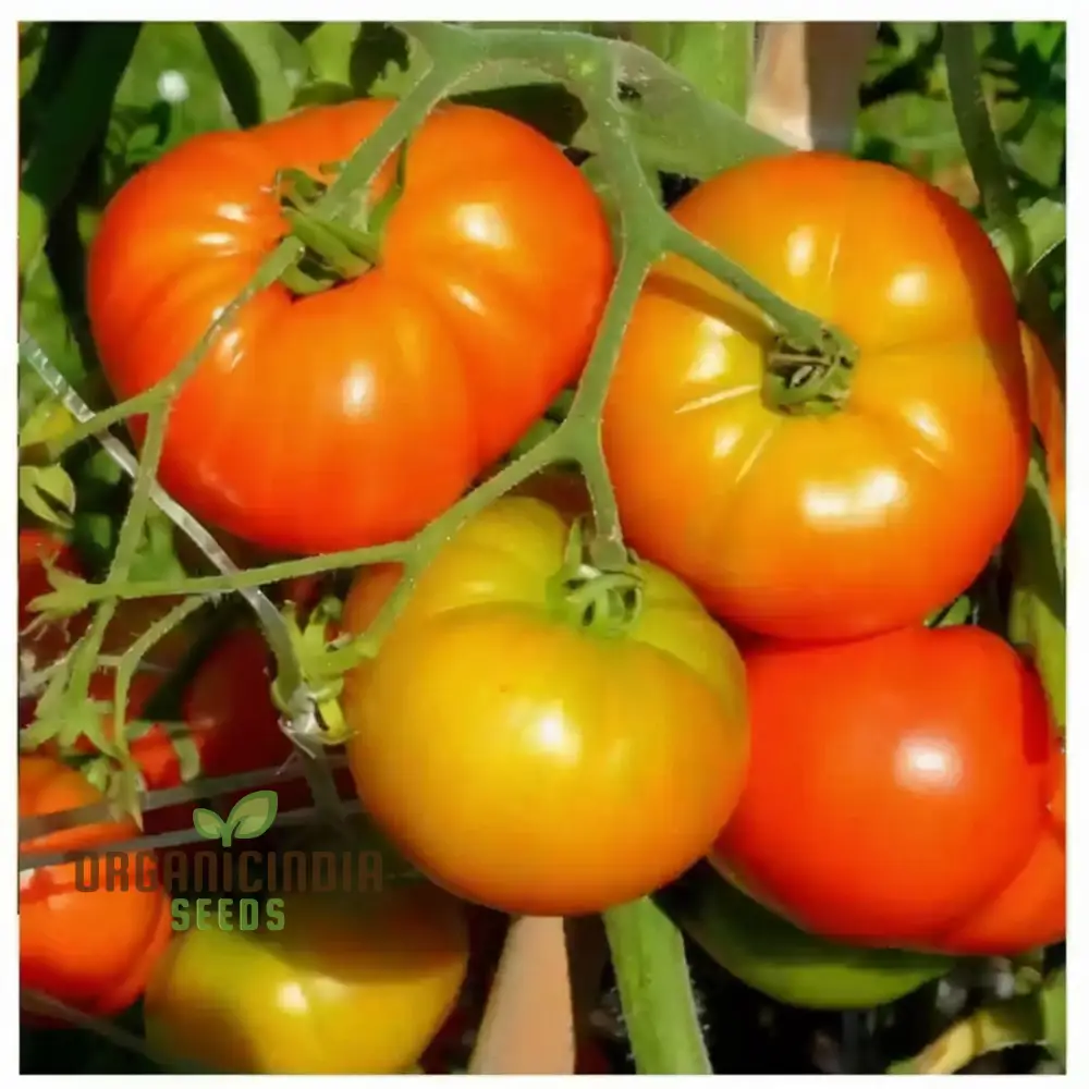 Tomato Seeds, Heirloom Varieties for Flavorful Harvests Seeds For Planting