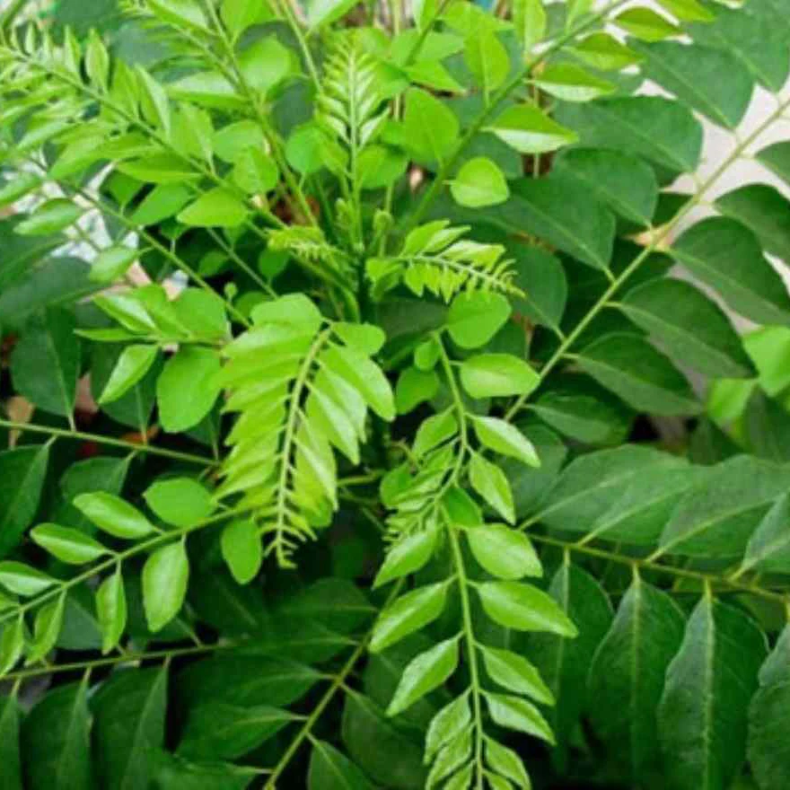 Curry Leaf Seeds – Organic Non-GMO Seeds for Flavorful Culinary Gardening - Image 3