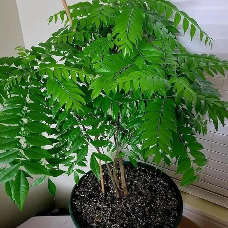 Curry Leaf Seeds – Organic Non-GMO Seeds for Flavorful Culinary Gardening - Image 4