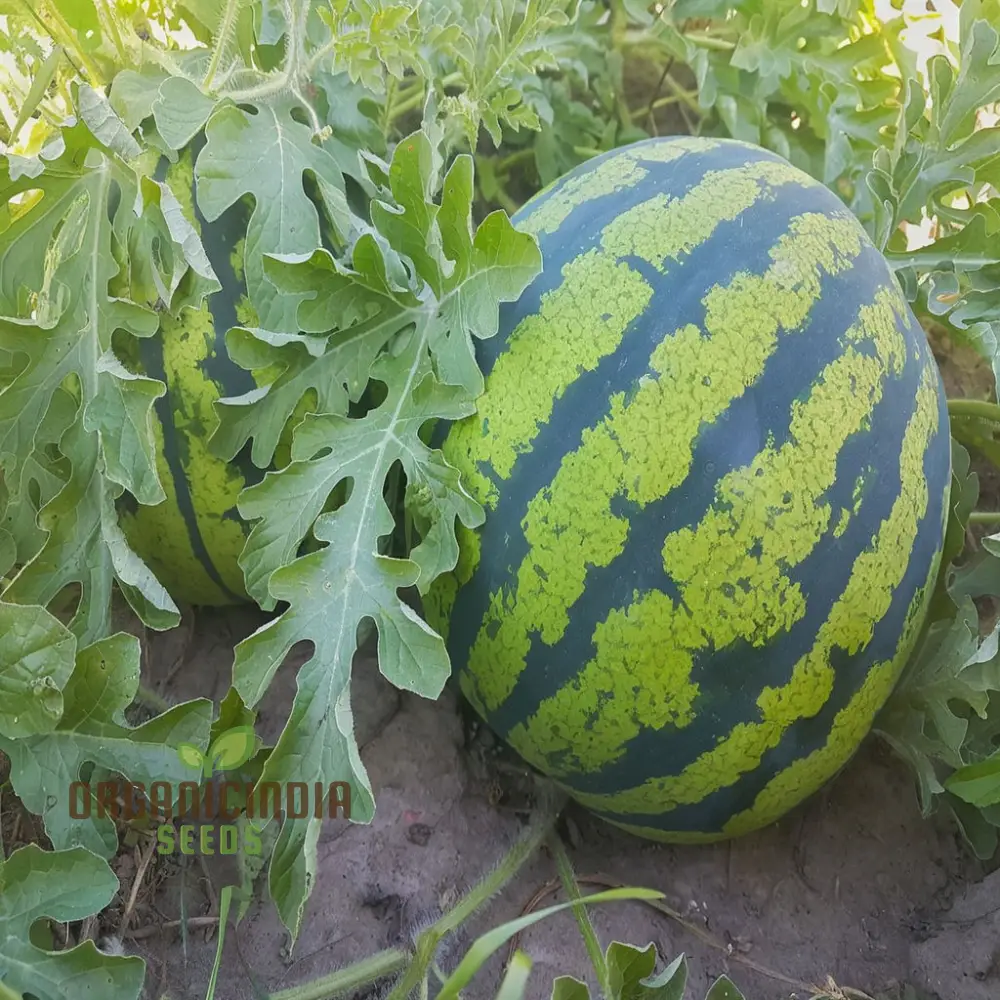 Organic Seedless Watermelon Fruit Seeds for Bountiful Gardening Delights: Grow Your Own Juicy Harvest