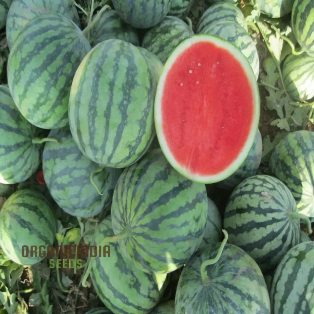 Organic Seedless Watermelon Fruit Seeds for Bountiful Gardening Delights: Grow Your Own Juicy Harvest - Image 3