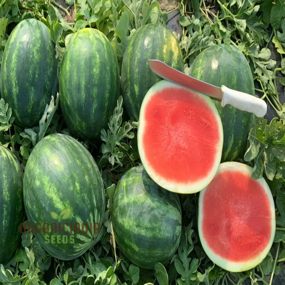 Organic Seedless Watermelon Fruit Seeds for Bountiful Gardening Delights: Grow Your Own Juicy Harvest - Image 4
