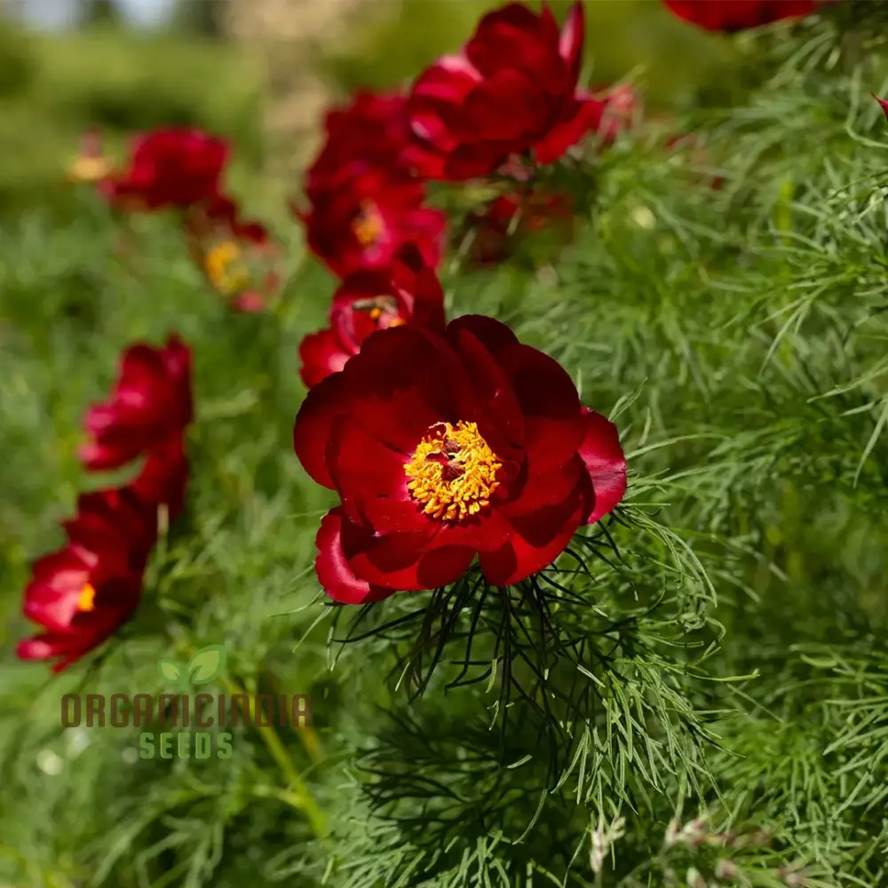Premium Paeonia Tenuifolia Seeds, Fern leaf Peony Flower Seeds for Ornamental Garden Planting