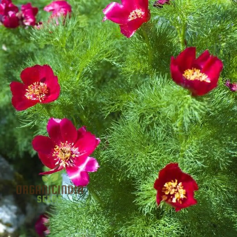 Premium Paeonia Tenuifolia Seeds, Fern leaf Peony Flower Seeds for Ornamental Garden Planting - Image 3