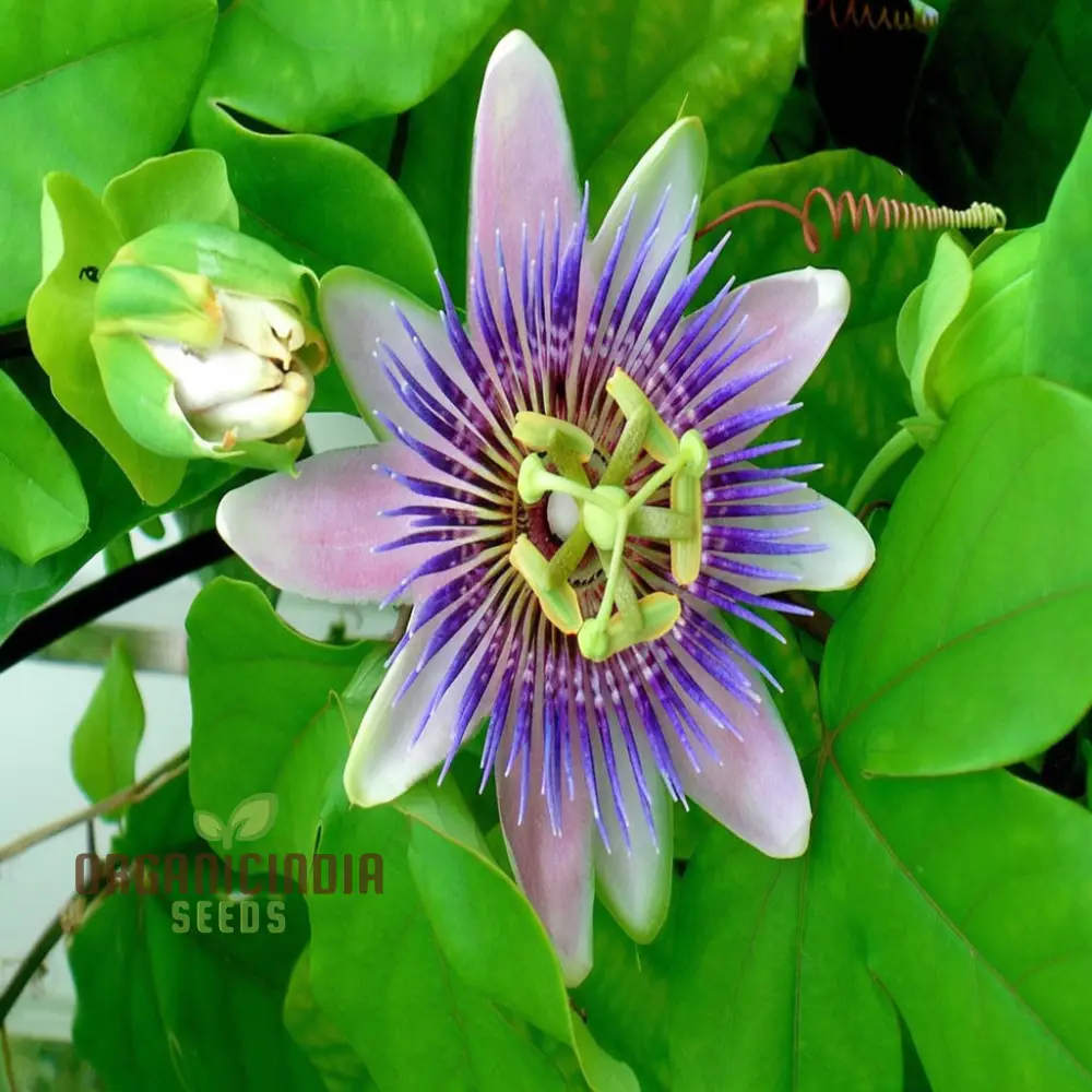 Passion Flower Seeds – Fast Growing Exotic Garden Variety