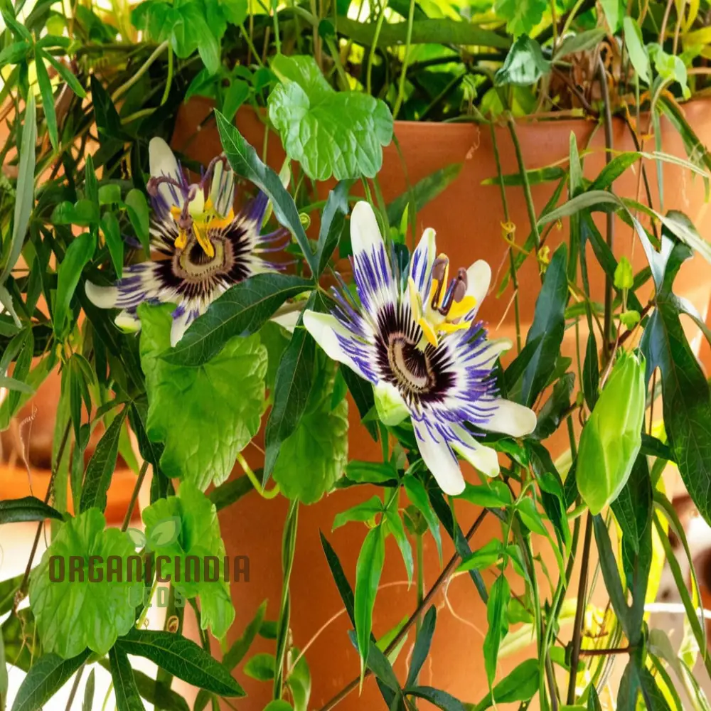 Passion Flower Seeds – Fast Growing Exotic Garden Variety - Image 3