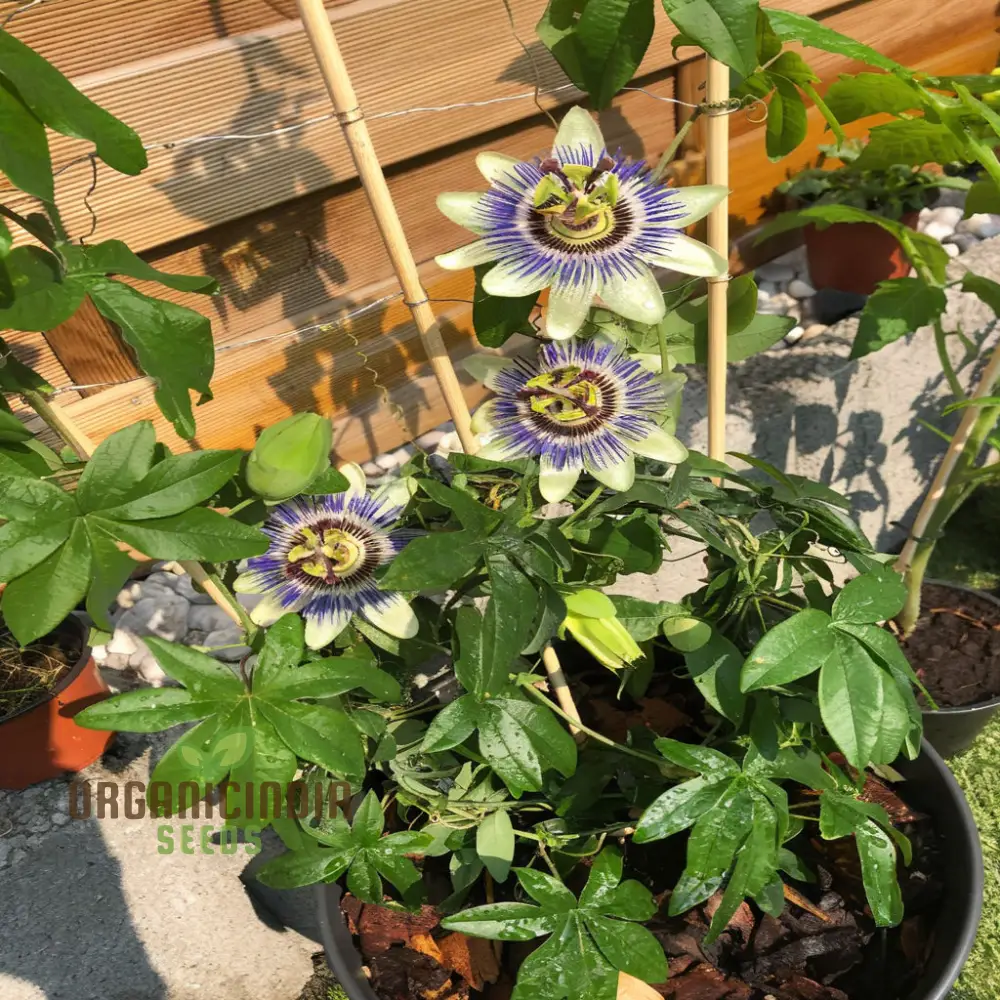 Passion Flower Seeds – Fast Growing Exotic Garden Variety - Image 4
