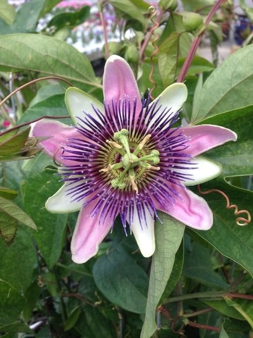 Passion Flower Seeds – Fast Growing Exotic Garden Variety - Image 5
