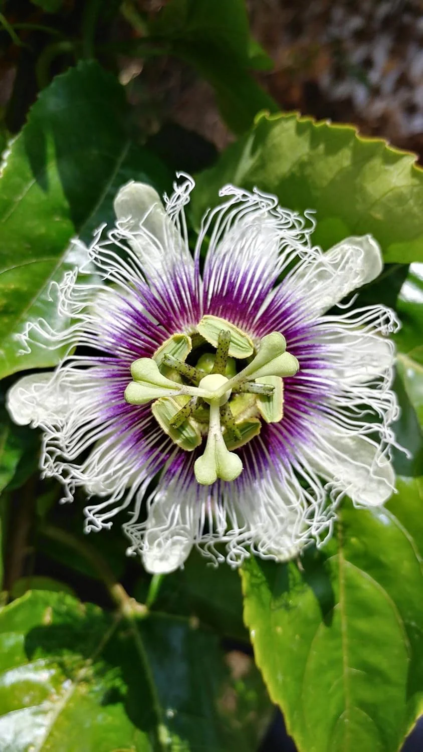 Passion Flower Seeds – Fast Growing Exotic Garden Variety - Image 7
