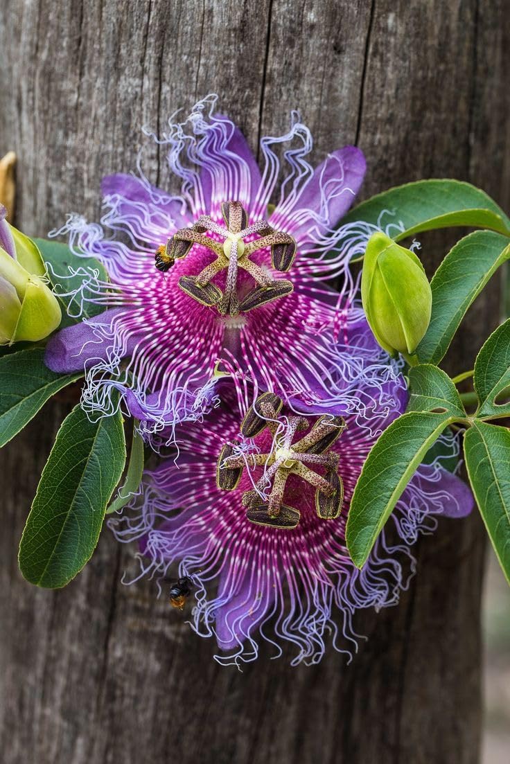 Passion Flower Seeds – Fast Growing Exotic Garden Variety - Image 8
