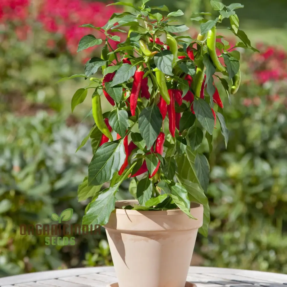 Premium Pepper Hot Chilli Jalapeno Gourmet Seeds, Grow Your Own Spicy Harvest!