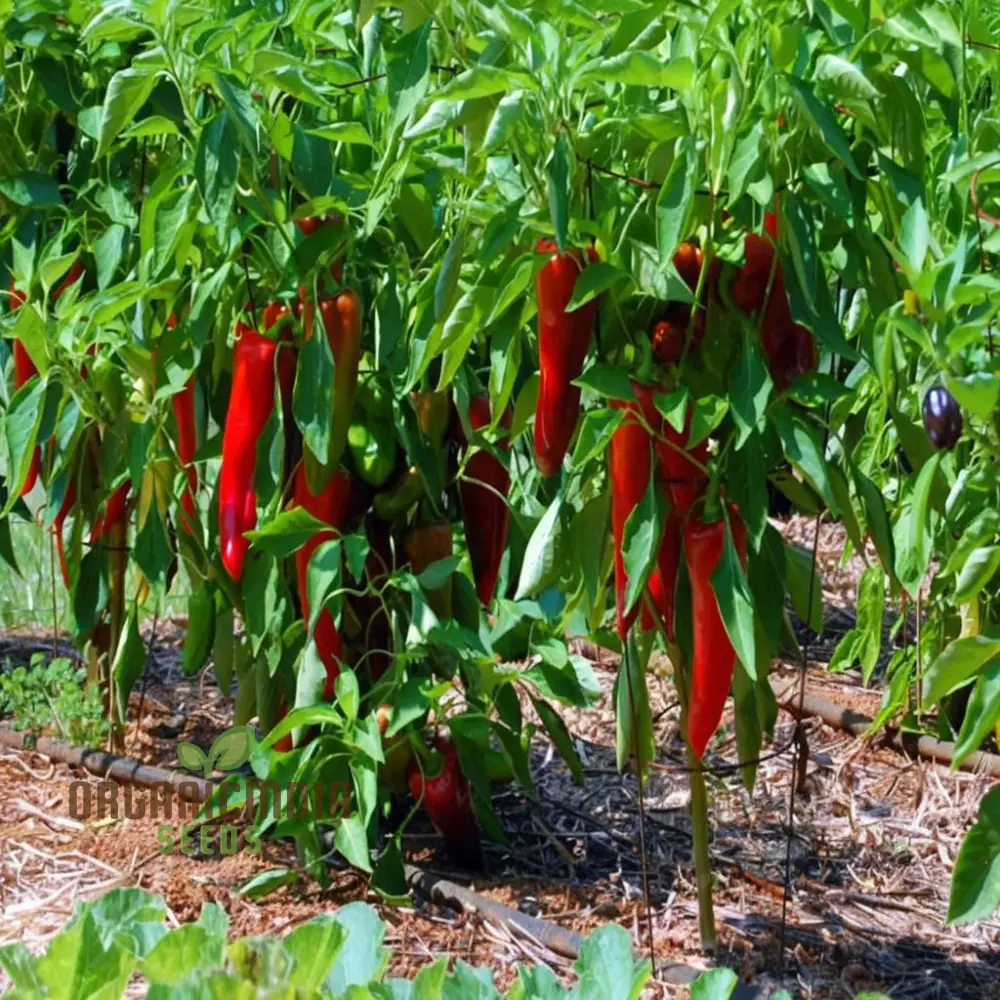 Premium Pepper Hot Chilli Jalapeno Gourmet Seeds, Grow Your Own Spicy Harvest! - Image 3