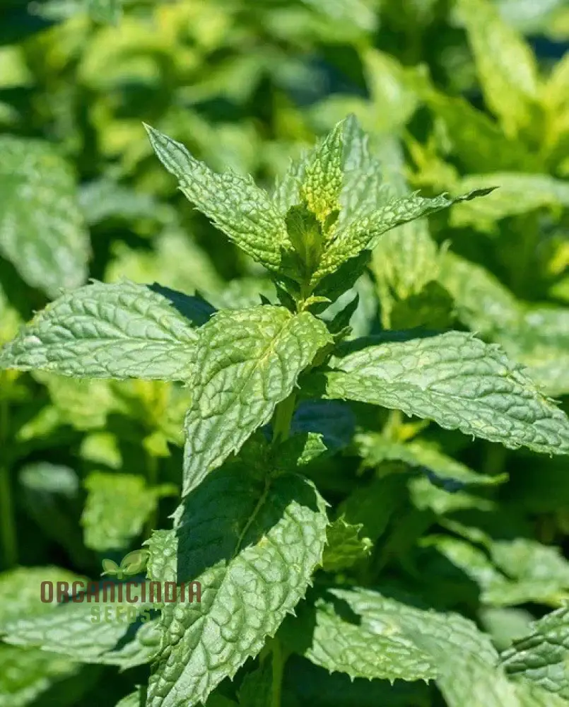 Premium Peppermint Seeds for Planting – High-Quality, Refreshing Mint Variety