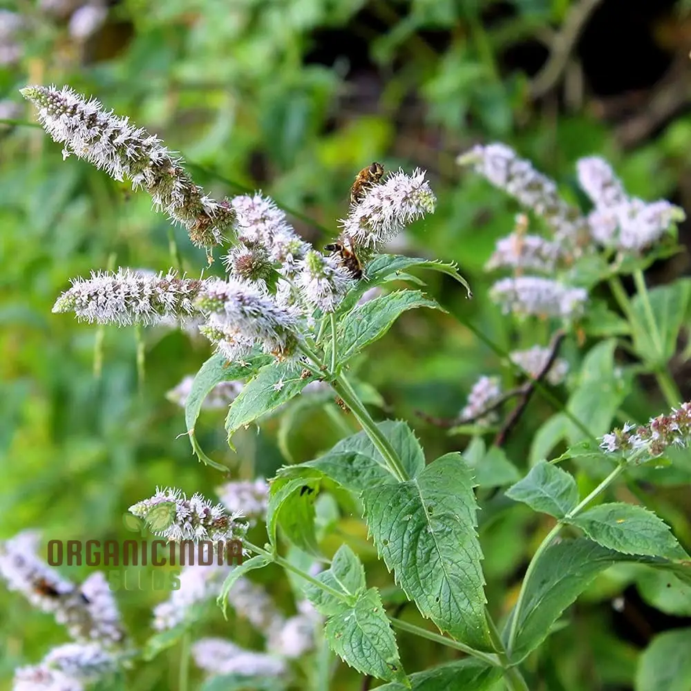 Premium Peppermint Seeds for Planting – High-Quality, Refreshing Mint Variety - Image 3