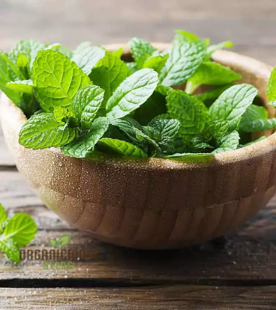 Premium Peppermint Seeds for Planting – High-Quality, Refreshing Mint Variety - Image 4