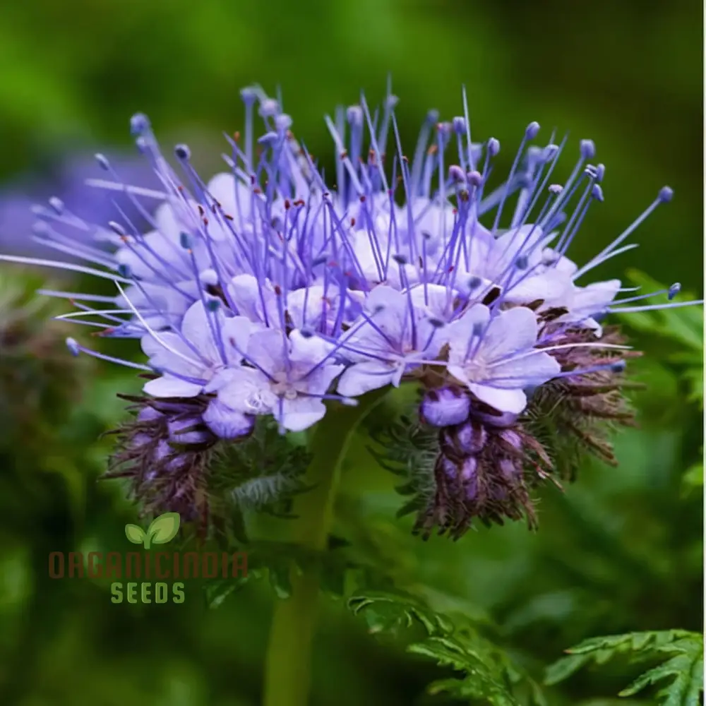 Premium Phacelia Tanacetifolia Seeds – Vibrant Blooms for Eco-Friendly Gardening