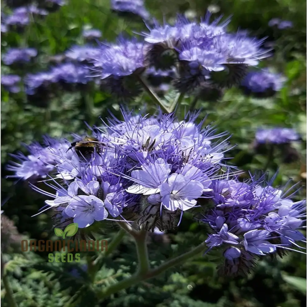 Premium Phacelia Tanacetifolia Seeds – Vibrant Blooms for Eco-Friendly Gardening - Image 3