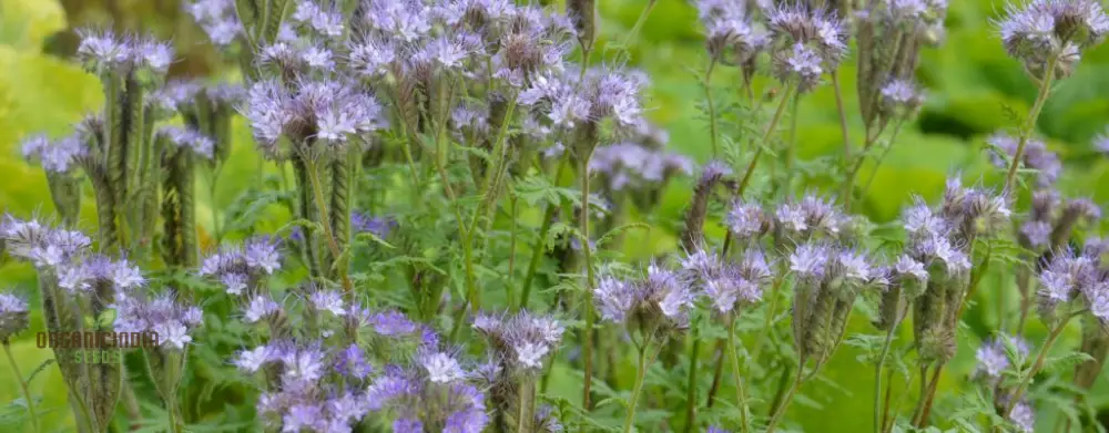 Premium Phacelia Tanacetifolia Seeds – Vibrant Blooms for Eco-Friendly Gardening - Image 4