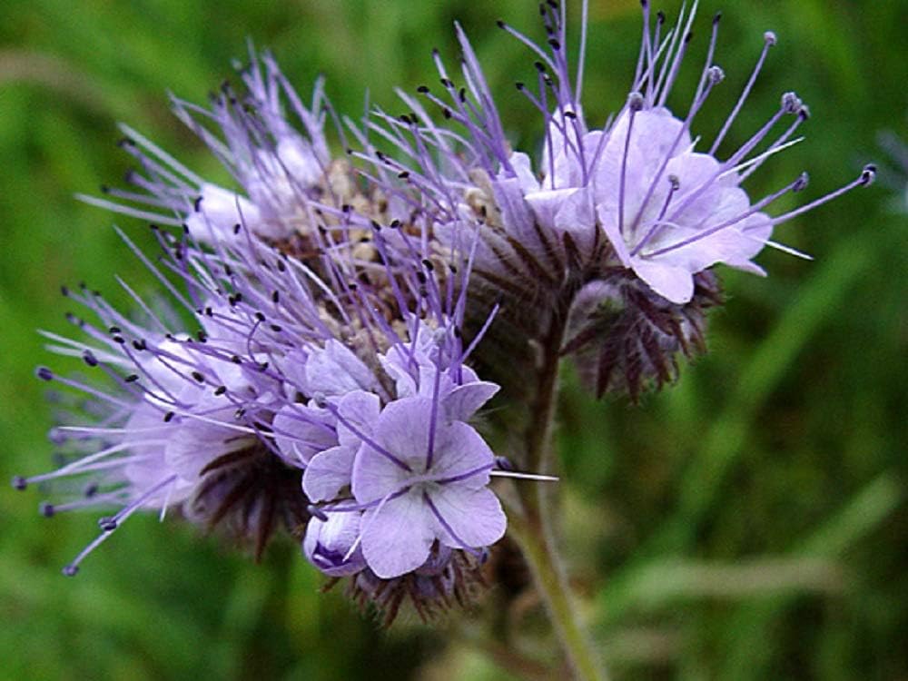 Premium Phacelia Tanacetifolia Seeds – Vibrant Blooms for Eco-Friendly Gardening - Image 5