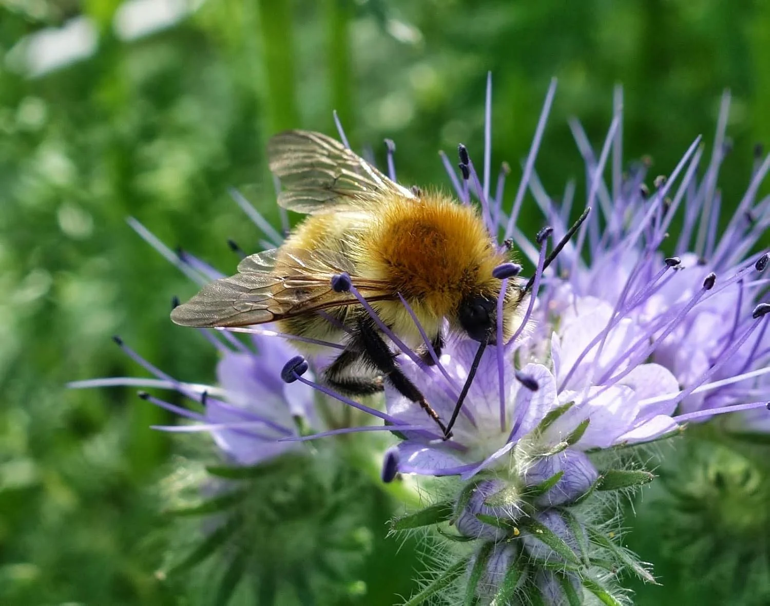 Premium Phacelia Tanacetifolia Seeds – Vibrant Blooms for Eco-Friendly Gardening - Image 6