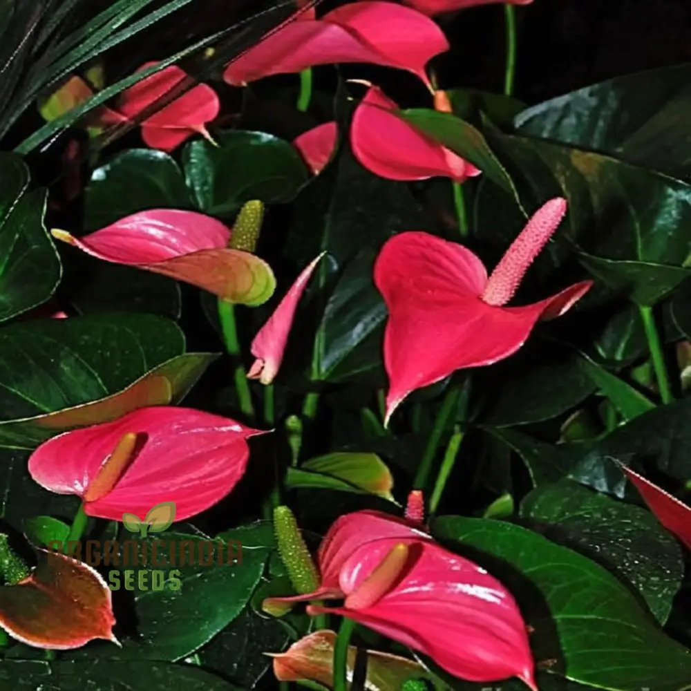 Premium Pink Anthurium Flower Seeds for Vibrant Gardening - Perfect for Enthusiasts Seeking Exquisite Blooms - Image 3
