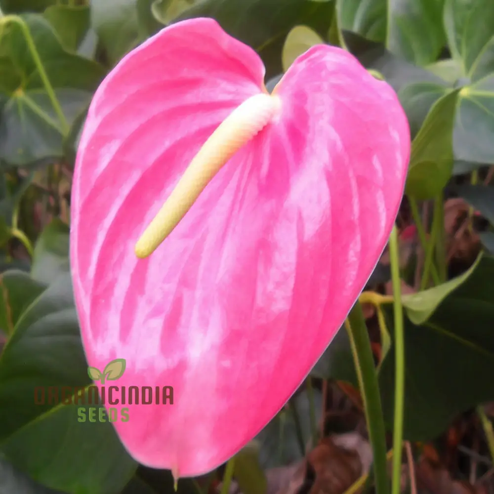 Premium Pink Anthurium Flower Seeds for Vibrant Gardening - Perfect for Enthusiasts Seeking Exquisite Blooms - Image 4