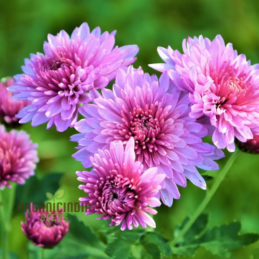 Premium Pink Chrysanthemum Flower Seeds: Grow Your Garden with Vibrant Blooms - Exceptional Quality Gardening Seeds