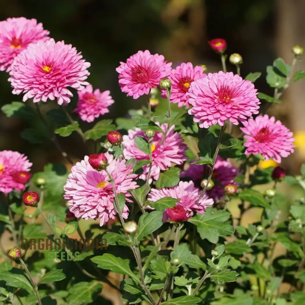 Premium Pink Chrysanthemum Flower Seeds: Grow Your Garden with Vibrant Blooms - Exceptional Quality Gardening Seeds - Image 3