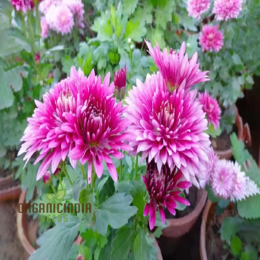 Premium Pink Chrysanthemum Flower Seeds: Grow Your Garden with Vibrant Blooms - Exceptional Quality Gardening Seeds - Image 4