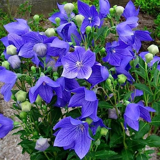 Platycodon Grandiflorus Seeds – Balloon Flower for Garden Planting