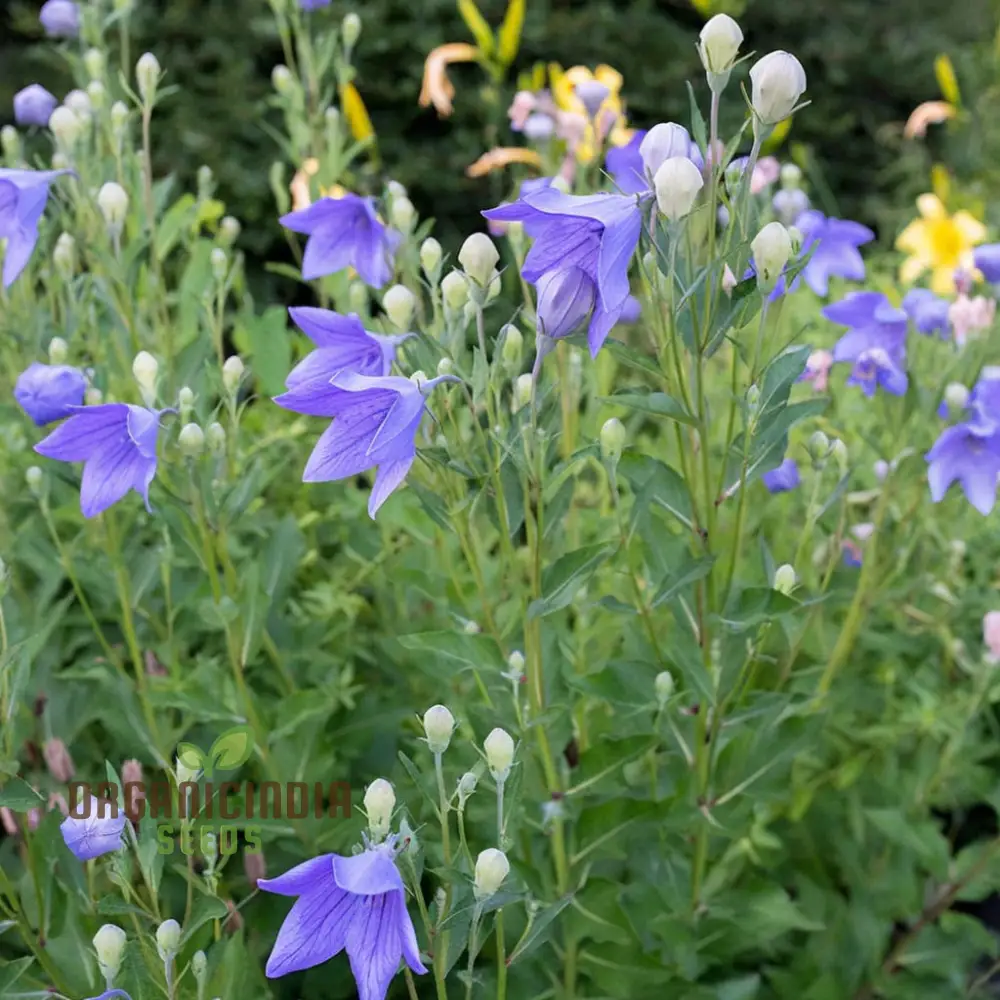 Platycodon Grandiflorus Seeds – Balloon Flower for Garden Planting - Image 2