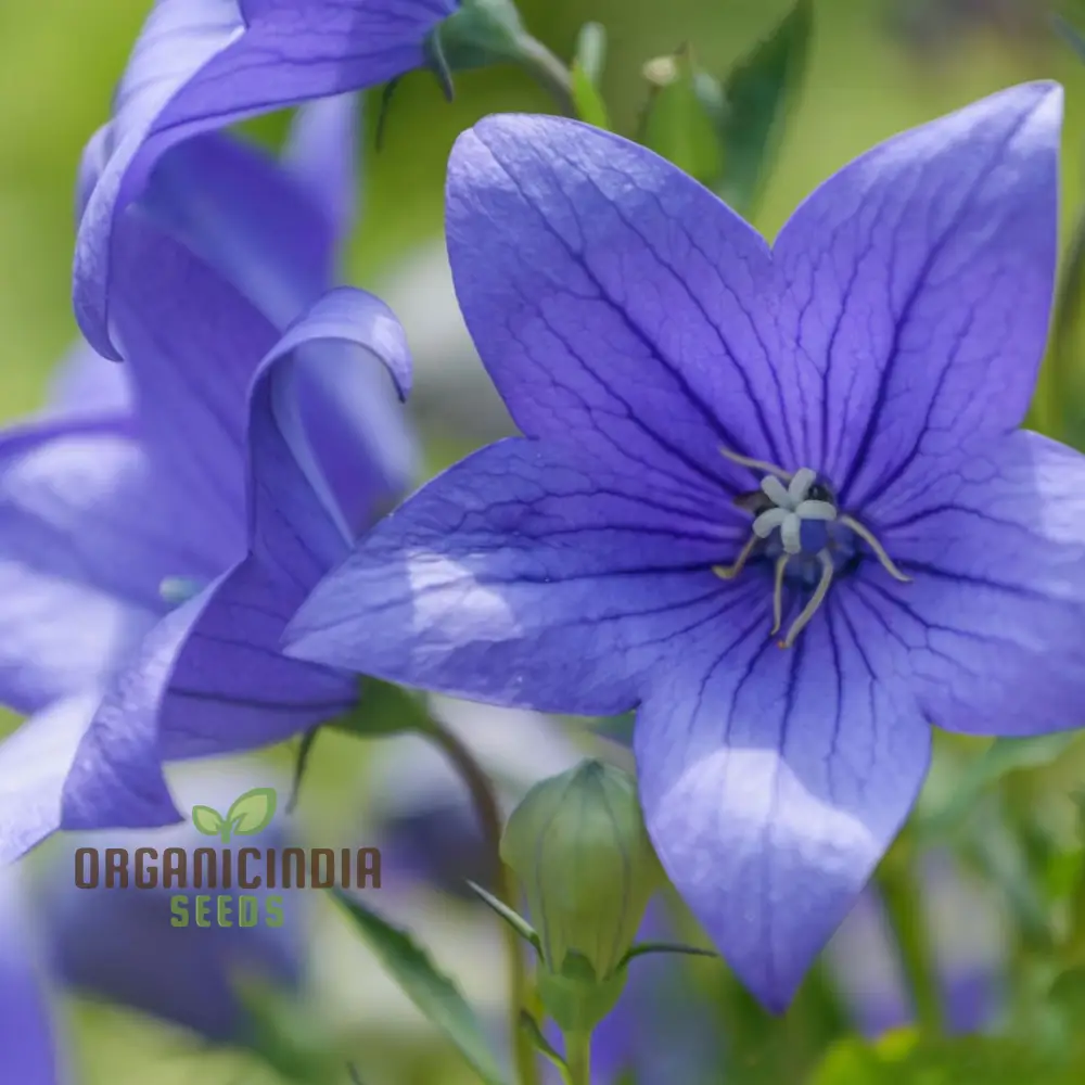 Platycodon Grandiflorus Seeds – Balloon Flower for Garden Planting - Image 4