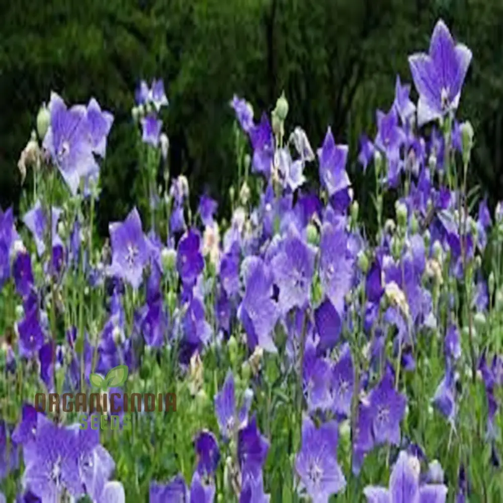 Platycodon Grandiflorus Seeds – Balloon Flower for Garden Planting - Image 5