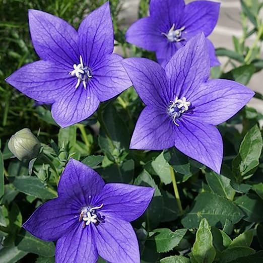 Platycodon Grandiflorus Seeds – Balloon Flower for Garden Planting - Image 6