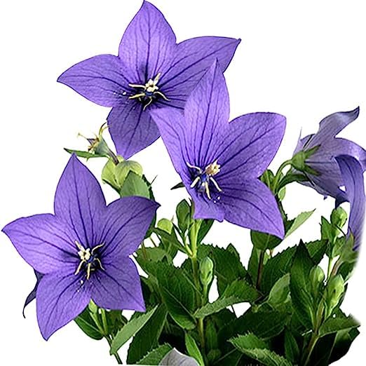 Platycodon Grandiflorus Seeds – Balloon Flower for Garden Planting - Image 7