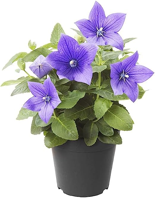 Platycodon Grandiflorus Seeds – Balloon Flower for Garden Planting - Image 8