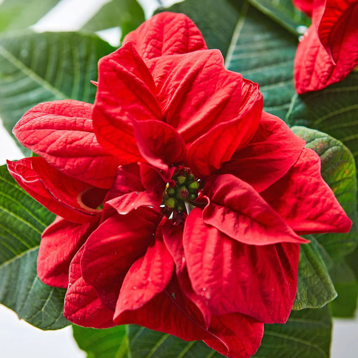 Premium Poinsettia Flower Seeds for Organic Planting, High-Quality Organic Seeds