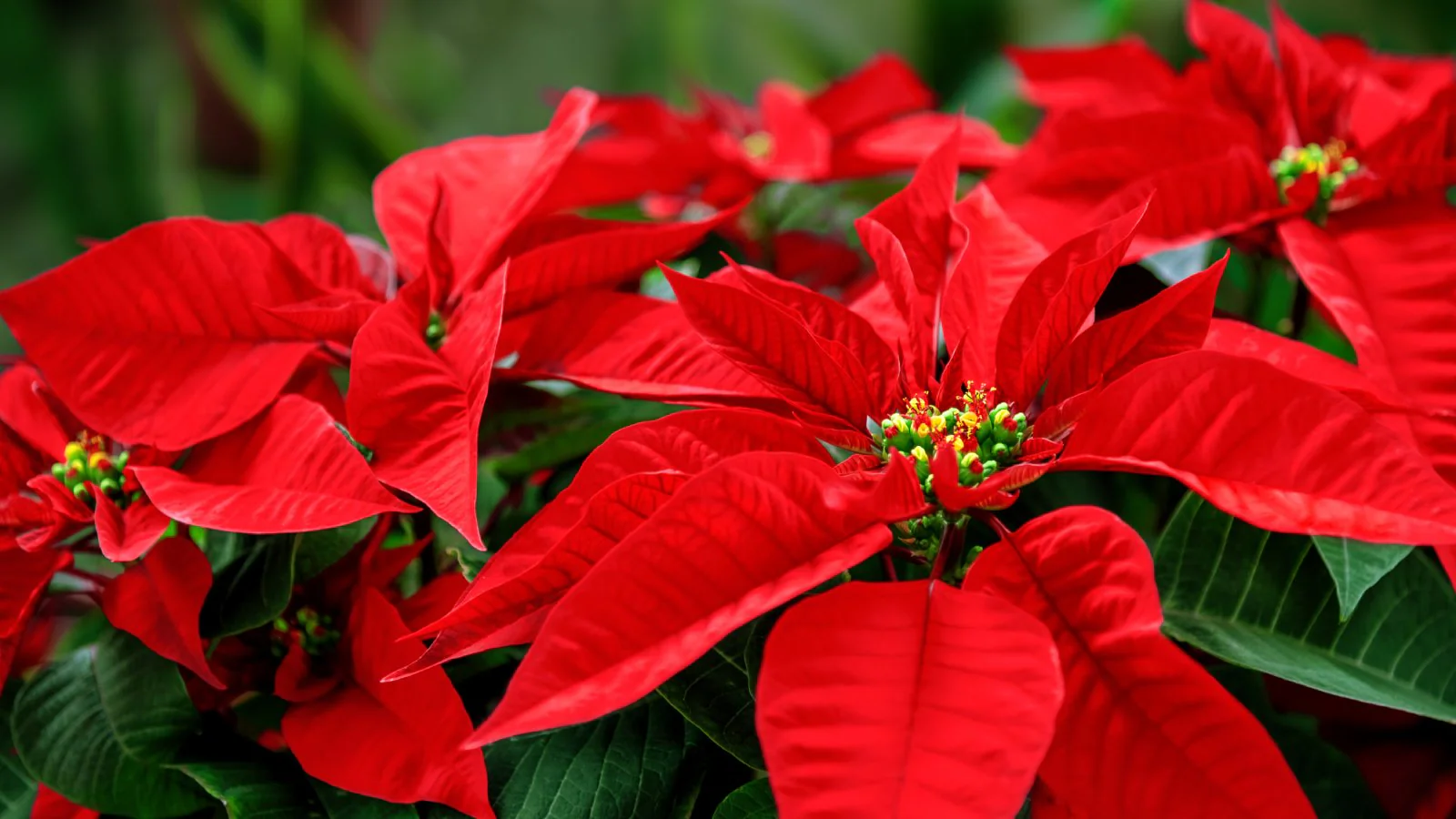 Premium Poinsettia Flower Seeds for Organic Planting, High-Quality Organic Seeds - Image 2