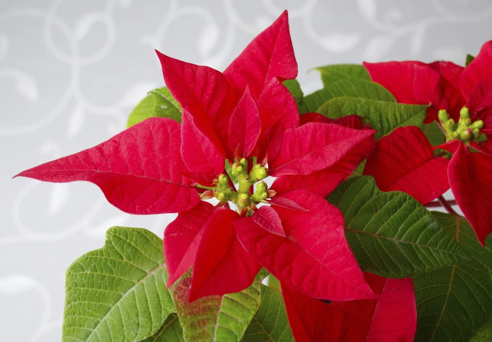 Premium Poinsettia Flower Seeds for Organic Planting, High-Quality Organic Seeds - Image 3