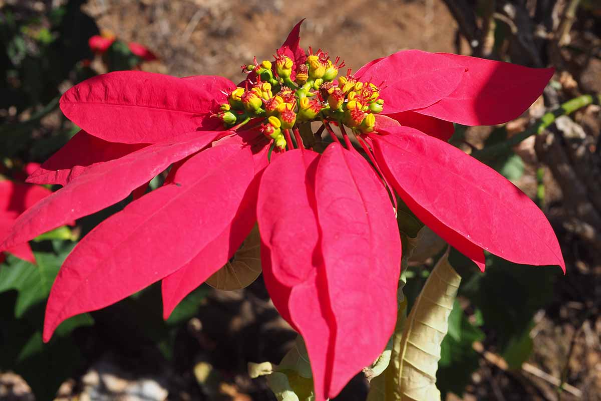 Premium Poinsettia Flower Seeds for Organic Planting, High-Quality Organic Seeds - Image 4