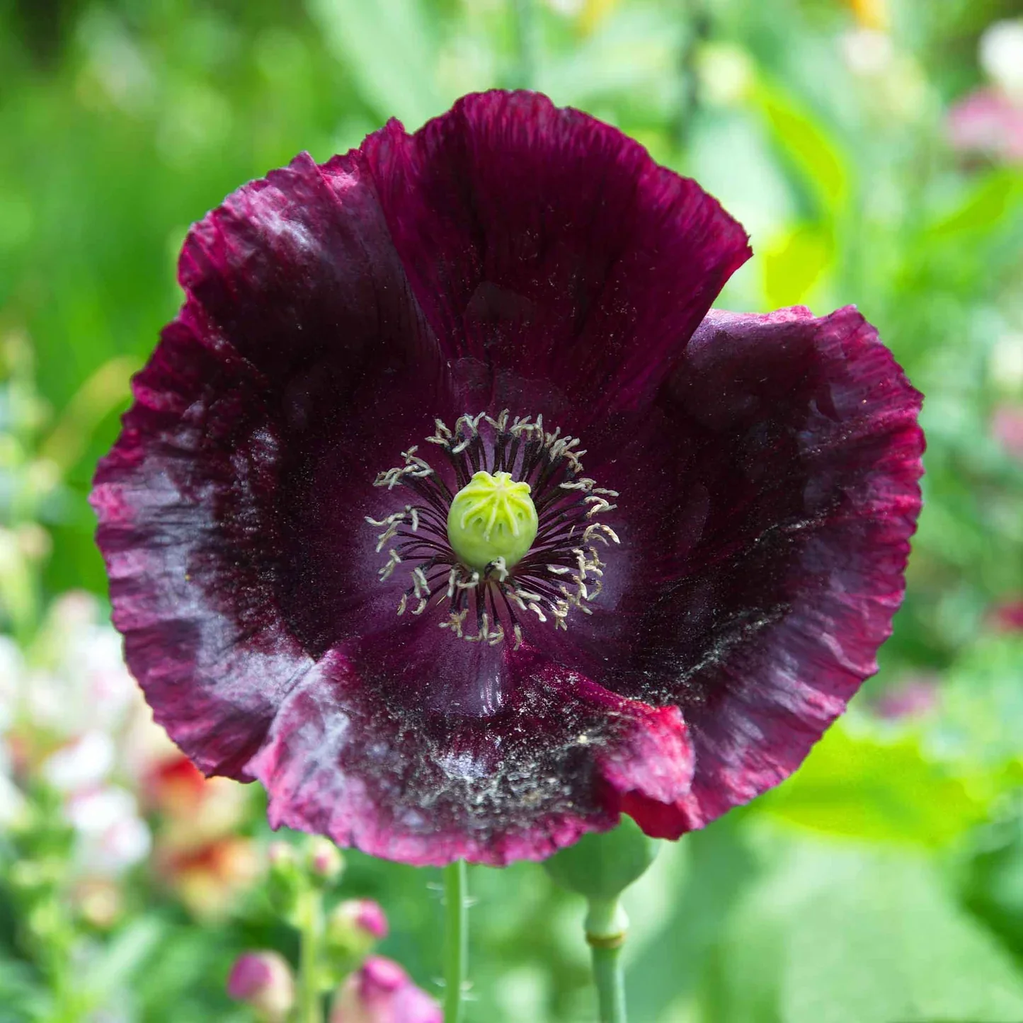 Premium Poppy Papaver Somniferum Lauren's Grape Flower Seeds, Vibrant Garden Blooms