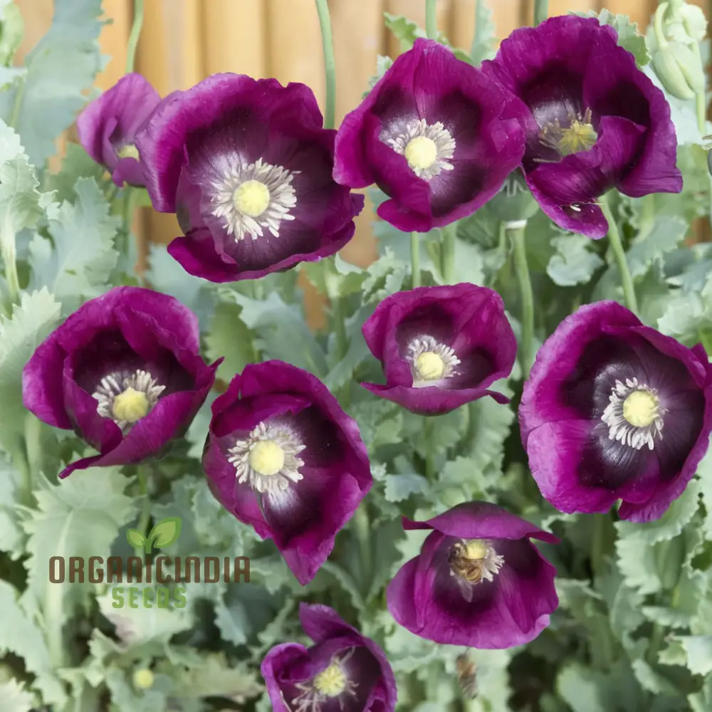 Premium Poppy Papaver Somniferum Lauren's Grape Flower Seeds, Vibrant Garden Blooms - Image 3