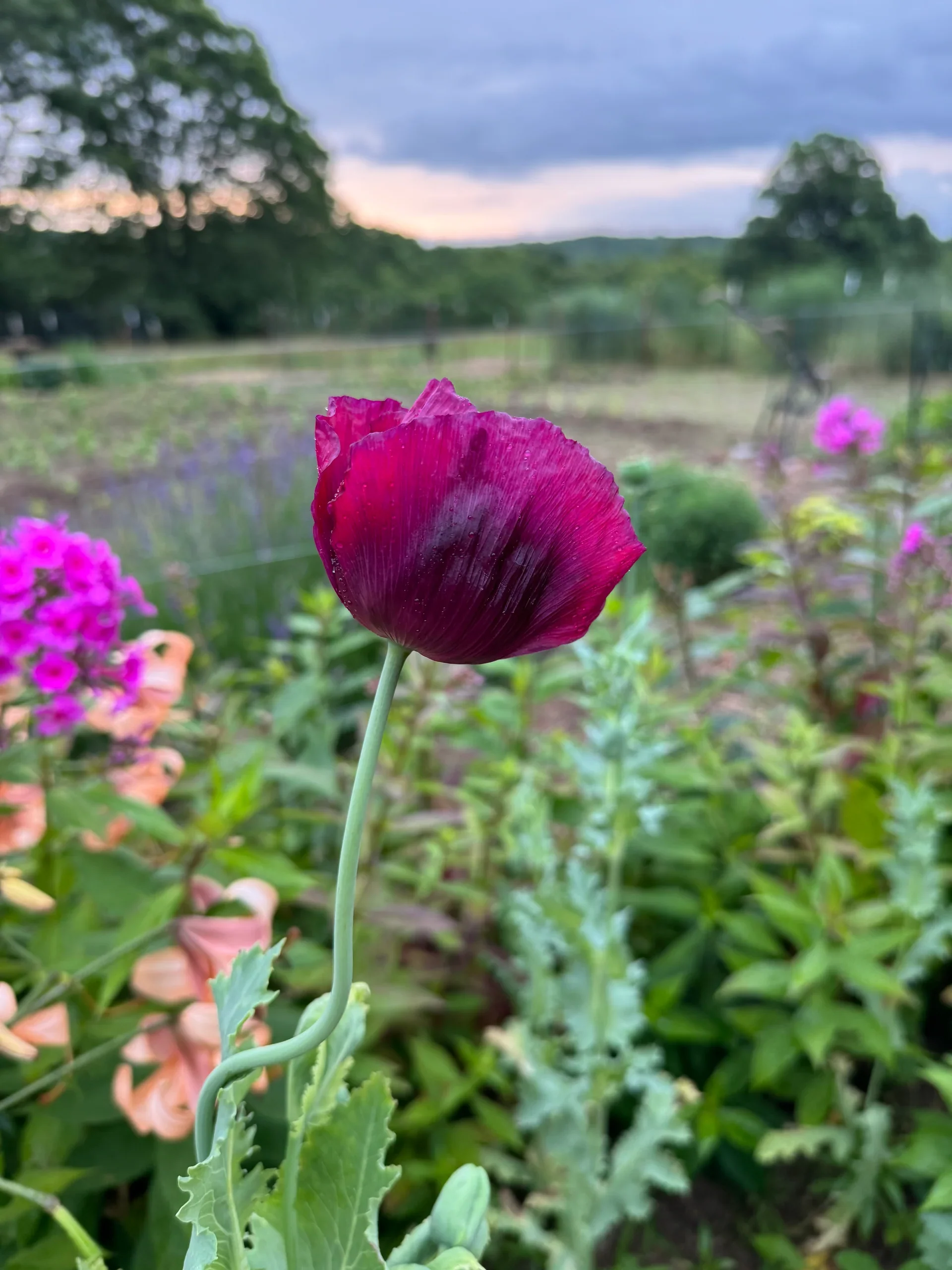 Premium Poppy Papaver Somniferum Lauren's Grape Flower Seeds, Vibrant Garden Blooms - Image 4