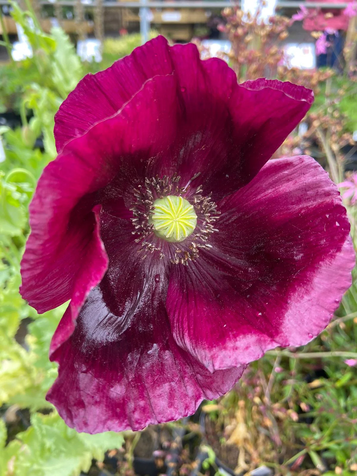 Premium Poppy Papaver Somniferum Lauren's Grape Flower Seeds, Vibrant Garden Blooms - Image 5