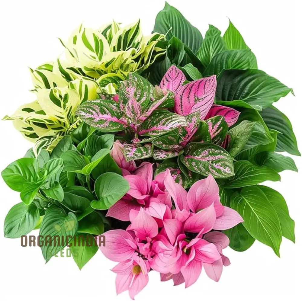 Hosta Mix Plant Seeds – Premium Easy-to-Grow Green & Variegated Shade Garden Varieties - Image 3